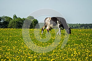 Cow on flower meadow. photo